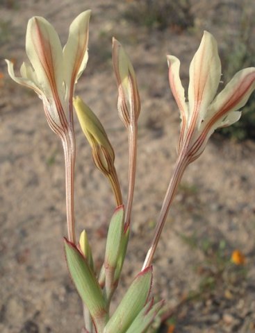 Lapeirousia fabricii floral stages